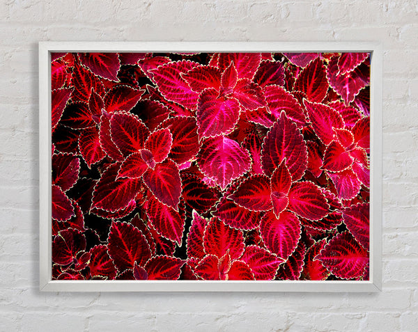 Deep Red Autumn Leaves Framed Print
