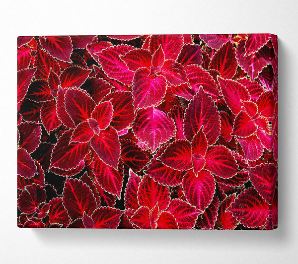 Deep Red Autumn Leaves