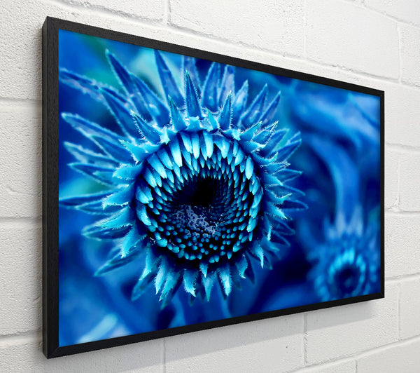 Blue Sunflower