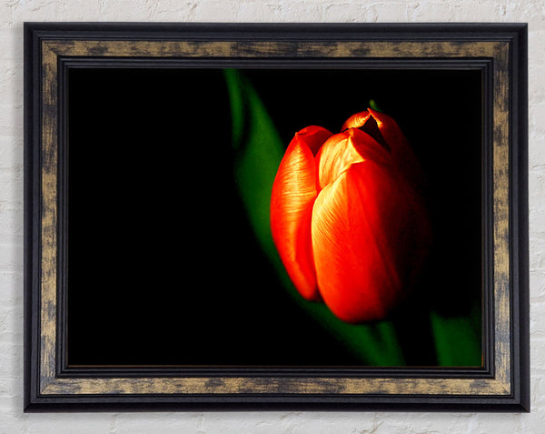 Tulip In Blazing Sun Framed Print