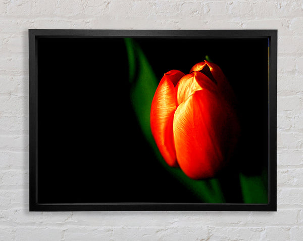 Tulip In Blazing Sun Framed Print