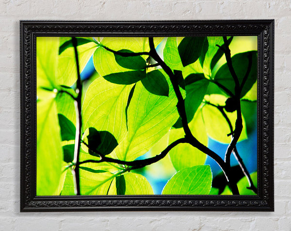Green Leaves In Sunlight Framed Print
