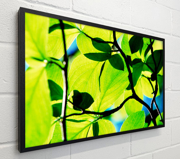 Green Leaves In Sunlight