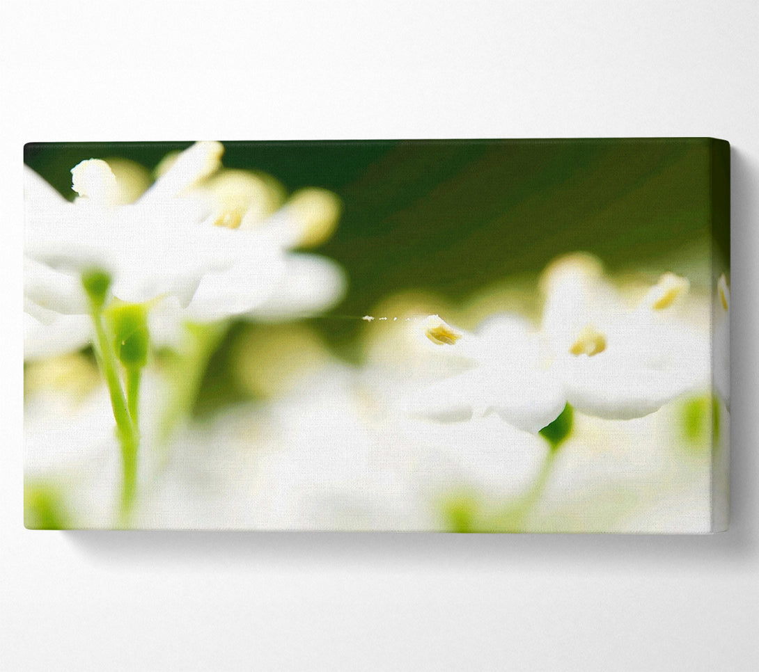  A Canvas Print of White Flower Heaven With Web Canvas Wall Art