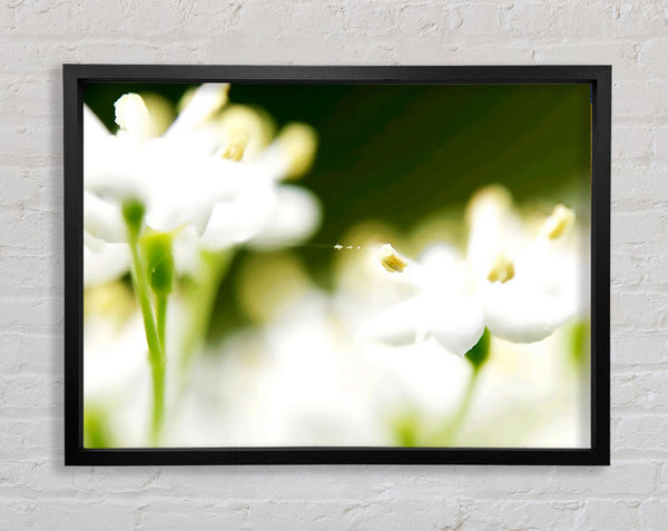 White Flower Heaven With Web Framed Print