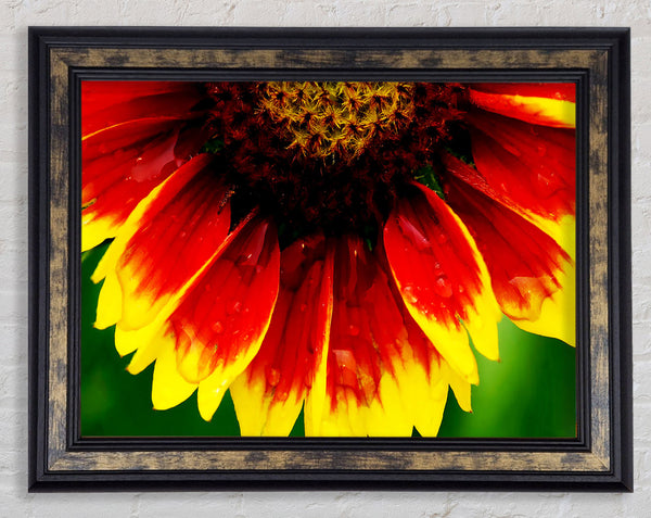 Fire Petal Dewdrop Framed Print