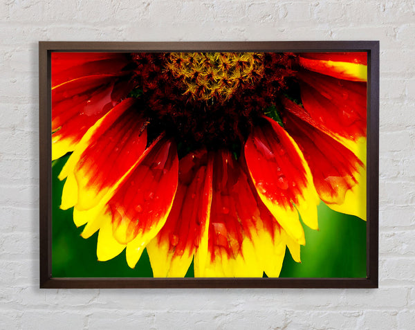 Fire Petal Dewdrop Framed Print