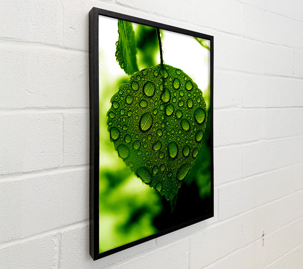 Waterdrops On A Leaf