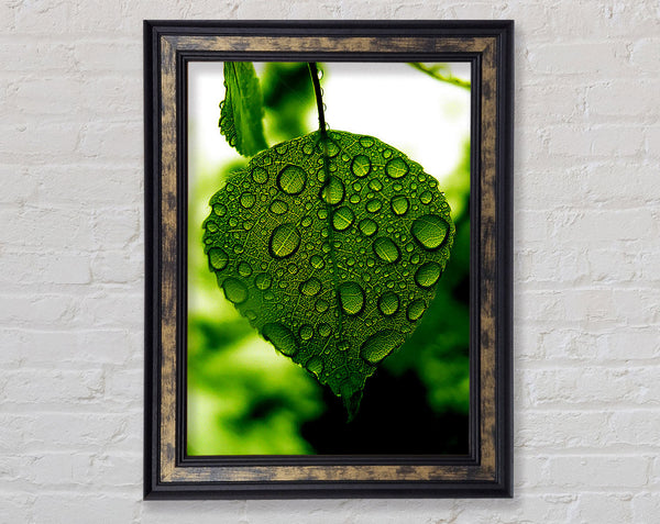 Waterdrops On A Leaf Framed Print