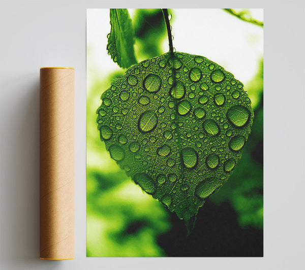 Waterdrops On A Leaf Print