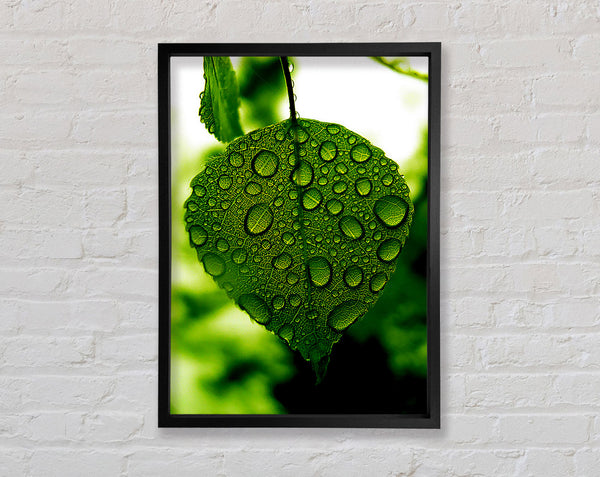 Waterdrops On A Leaf Framed Print