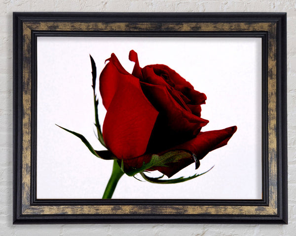 Single Red Rose Framed Print