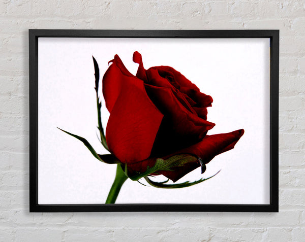 Single Red Rose Framed Print