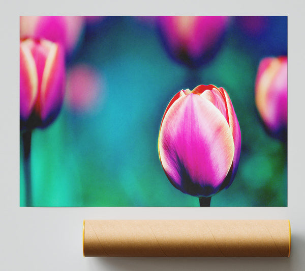 Pink Tulip Field Poster