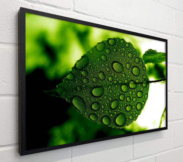 Morning Dew Leaf