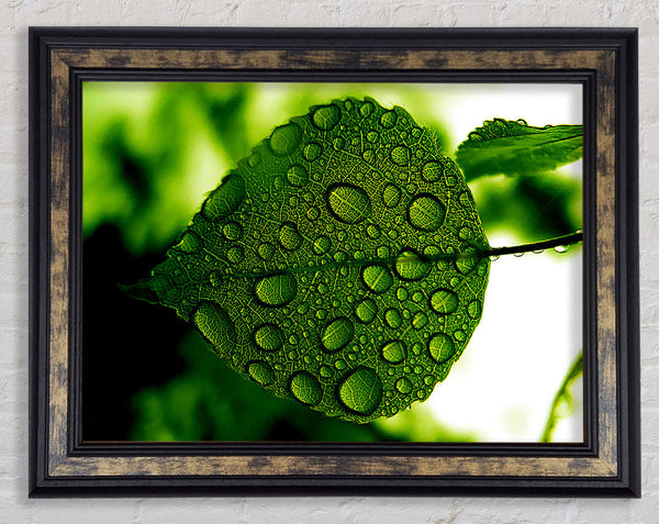 Morning Dew Leaf Framed Print