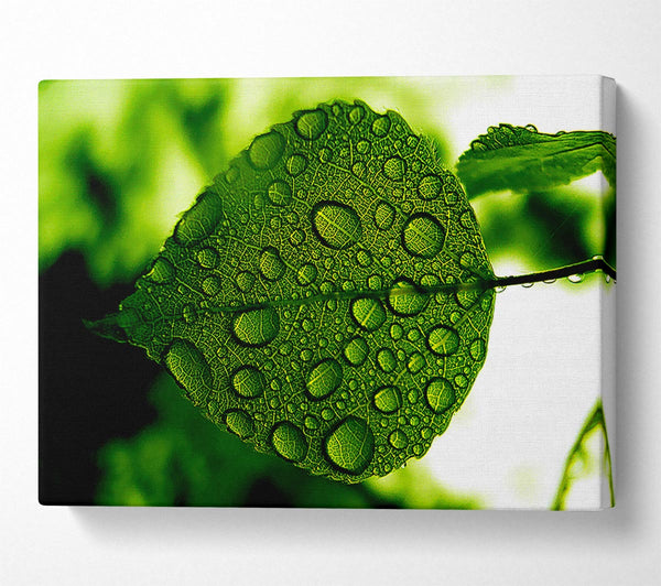 Morning Dew Leaf Canvas Wall Art