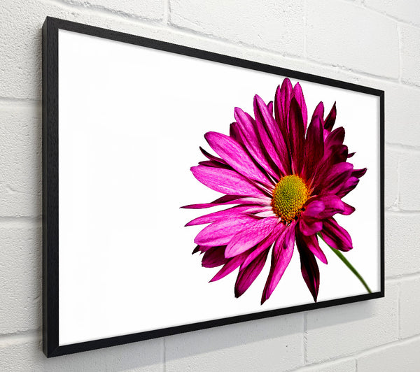 Single Cerise Daisy