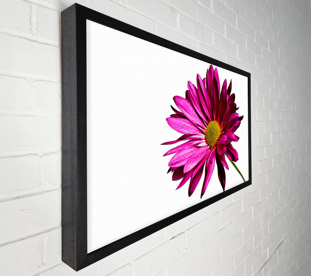  A Canvas Print of Single Cerise Daisy Canvas Print