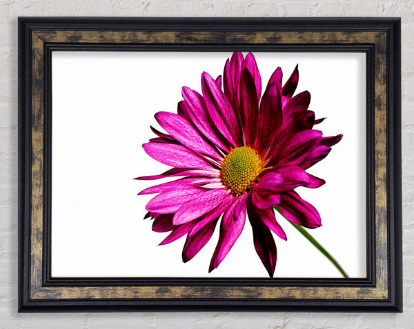 Single Cerise Daisy Framed Print