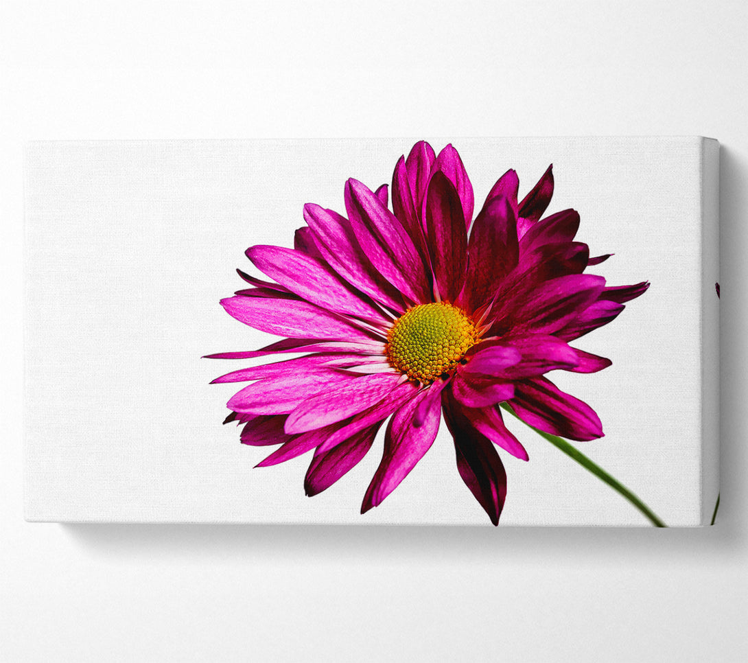  A Canvas Print of Single Cerise Daisy Canvas Print
