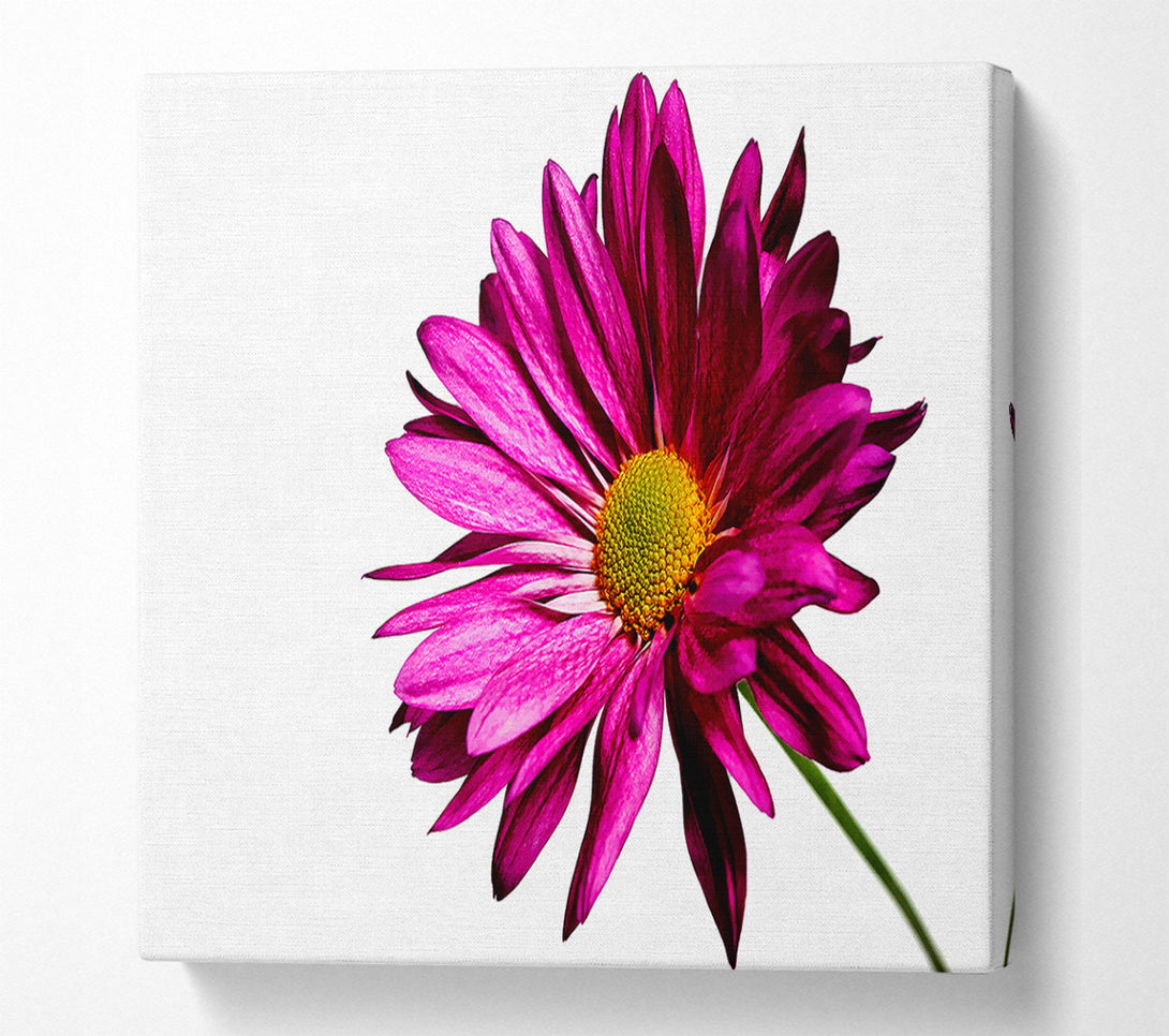  A Canvas Print of Single Cerise Daisy Canvas Print