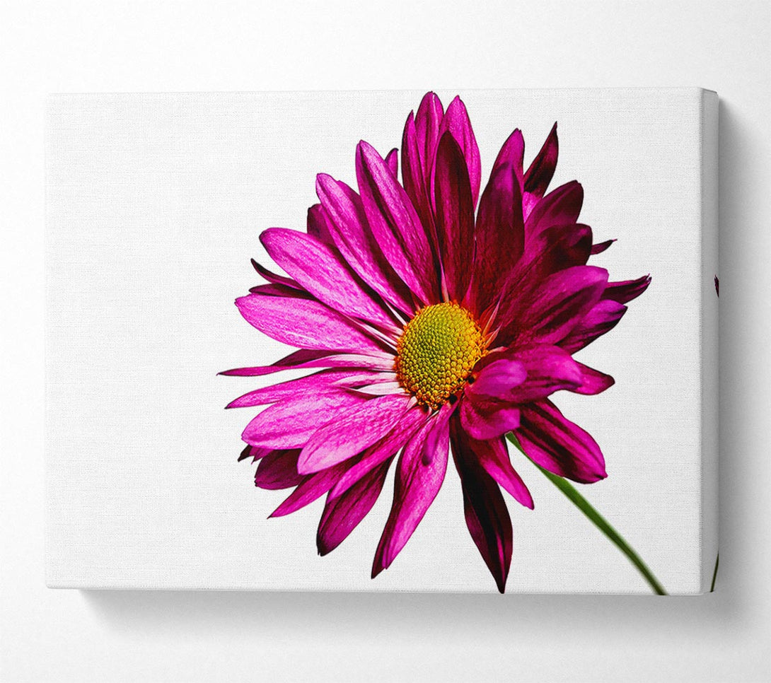  A Canvas Print of Single Cerise Daisy Canvas Print