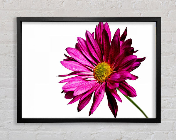 Single Cerise Daisy Framed Print
