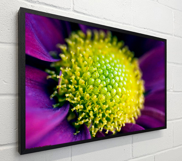 Purple Centre Of A Daisy