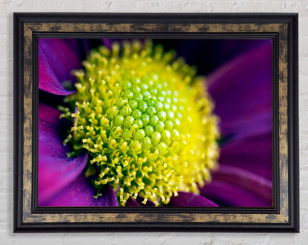 Purple Centre Of A Daisy Framed Print