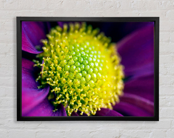 Purple Centre Of A Daisy Framed Print