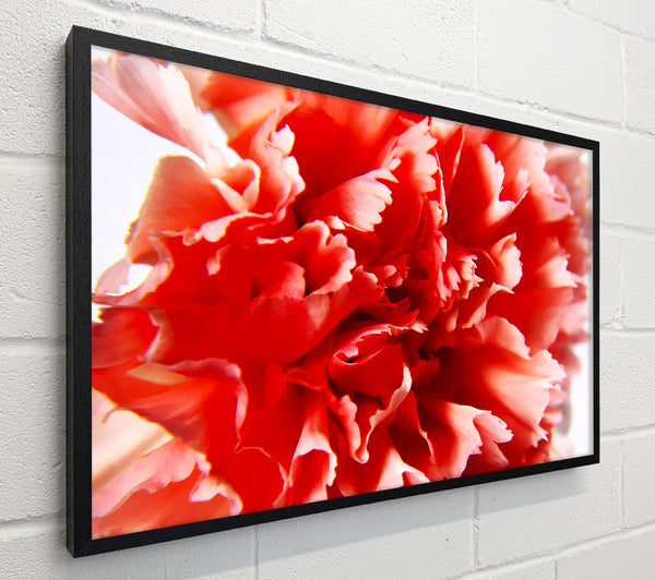 Vivid Pink Carnation