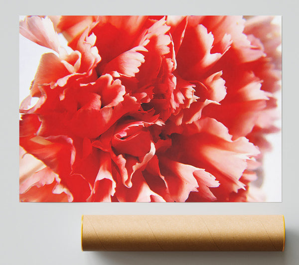 Vivid Pink Carnation Print