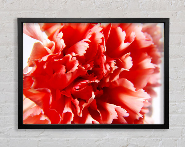 Vivid Pink Carnation Framed Print