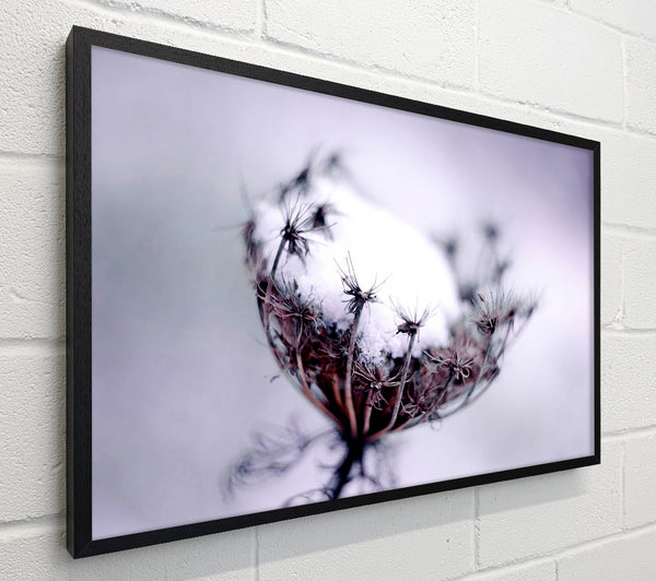 Single Winter Flower