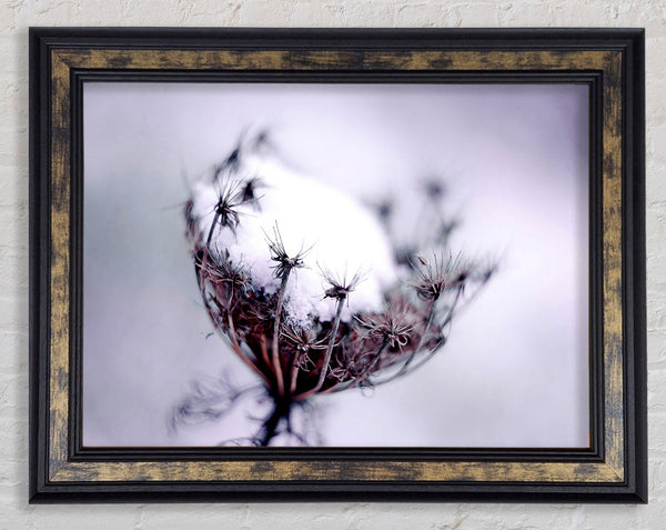 Single Winter Flower Framed Print