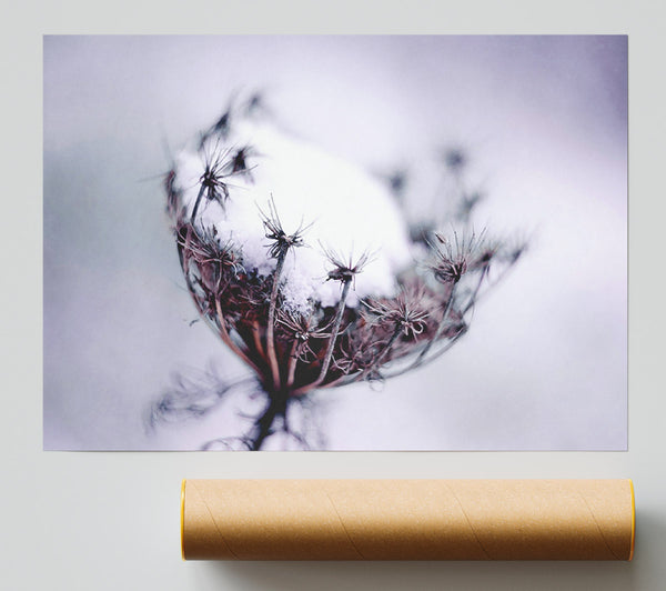 Single Winter Flower Giclee Print