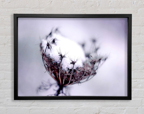 Single Winter Flower Framed Print
