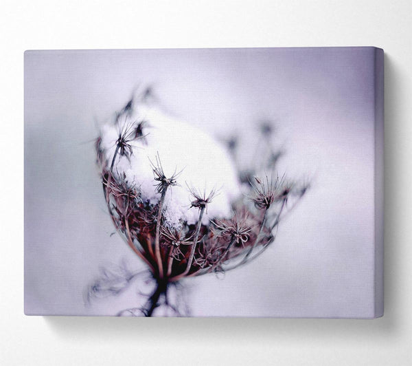 Single Winter Flower Canvas Art
