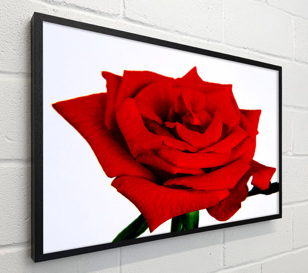 Red Rose In Bloom
