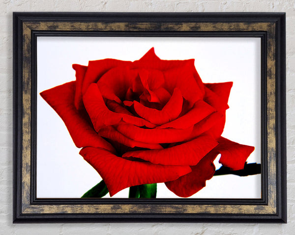 Red Rose In Bloom Framed Print