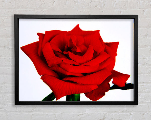 Red Rose In Bloom Framed Print