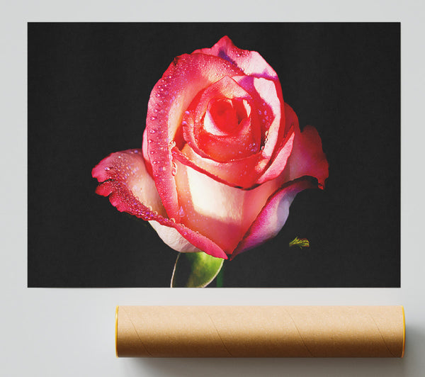 Pink Passion Rose Print