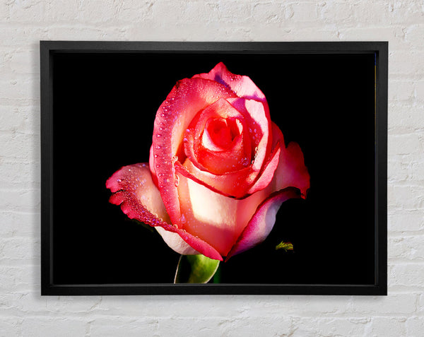 Pink Passion Rose Framed Print