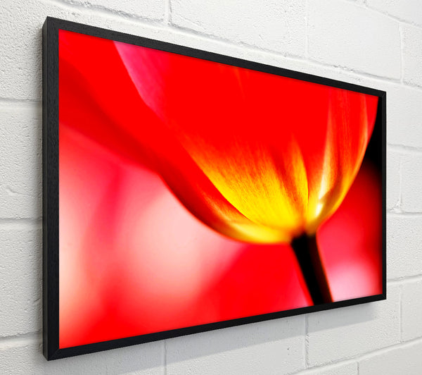 The Energy Of A Tulip