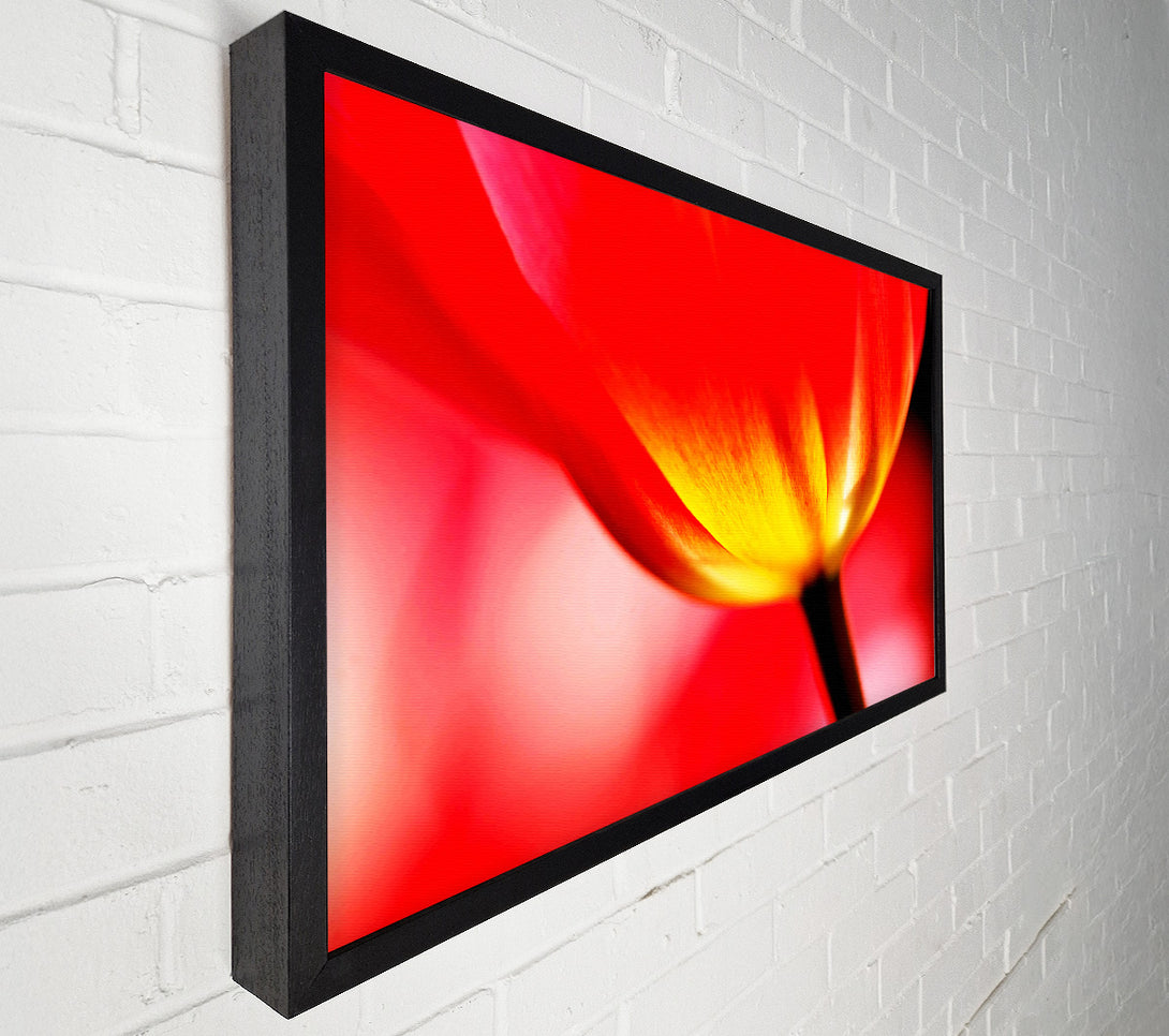  A Canvas Print of The Energy Of A Tulip Canvas Wall Art