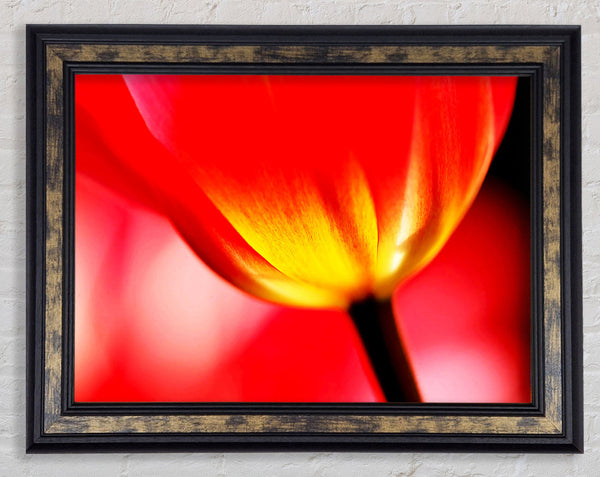 The Energy Of A Tulip Framed Print
