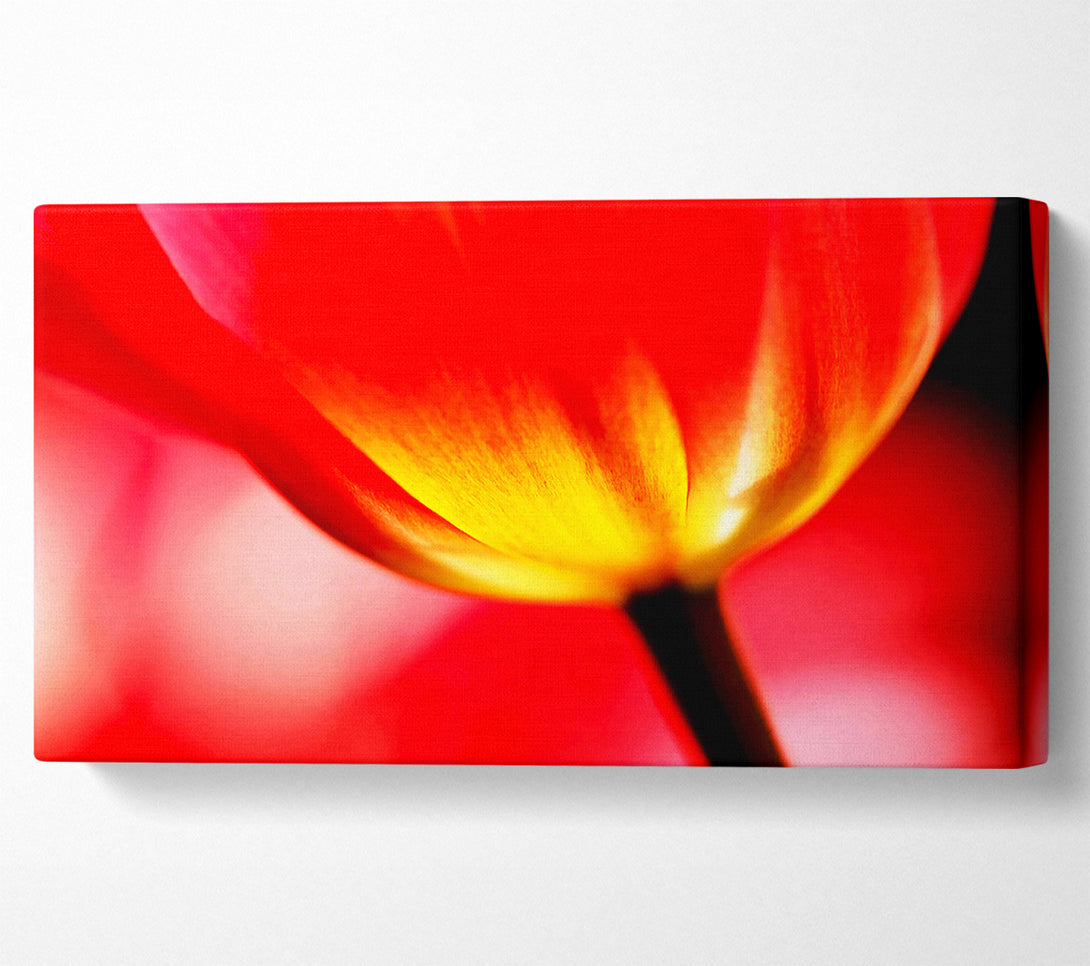  A Canvas Print of The Energy Of A Tulip Canvas Wall Art