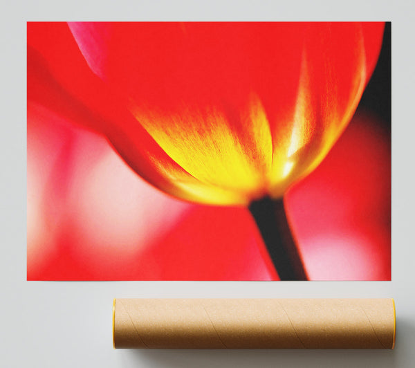 The Energy Of A Tulip Print