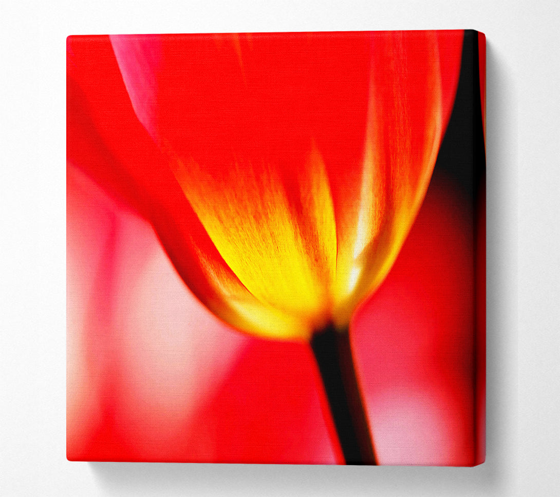  A Canvas Print of The Energy Of A Tulip Canvas Wall Art